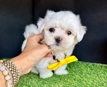 Maltese Mini BOY bebekler